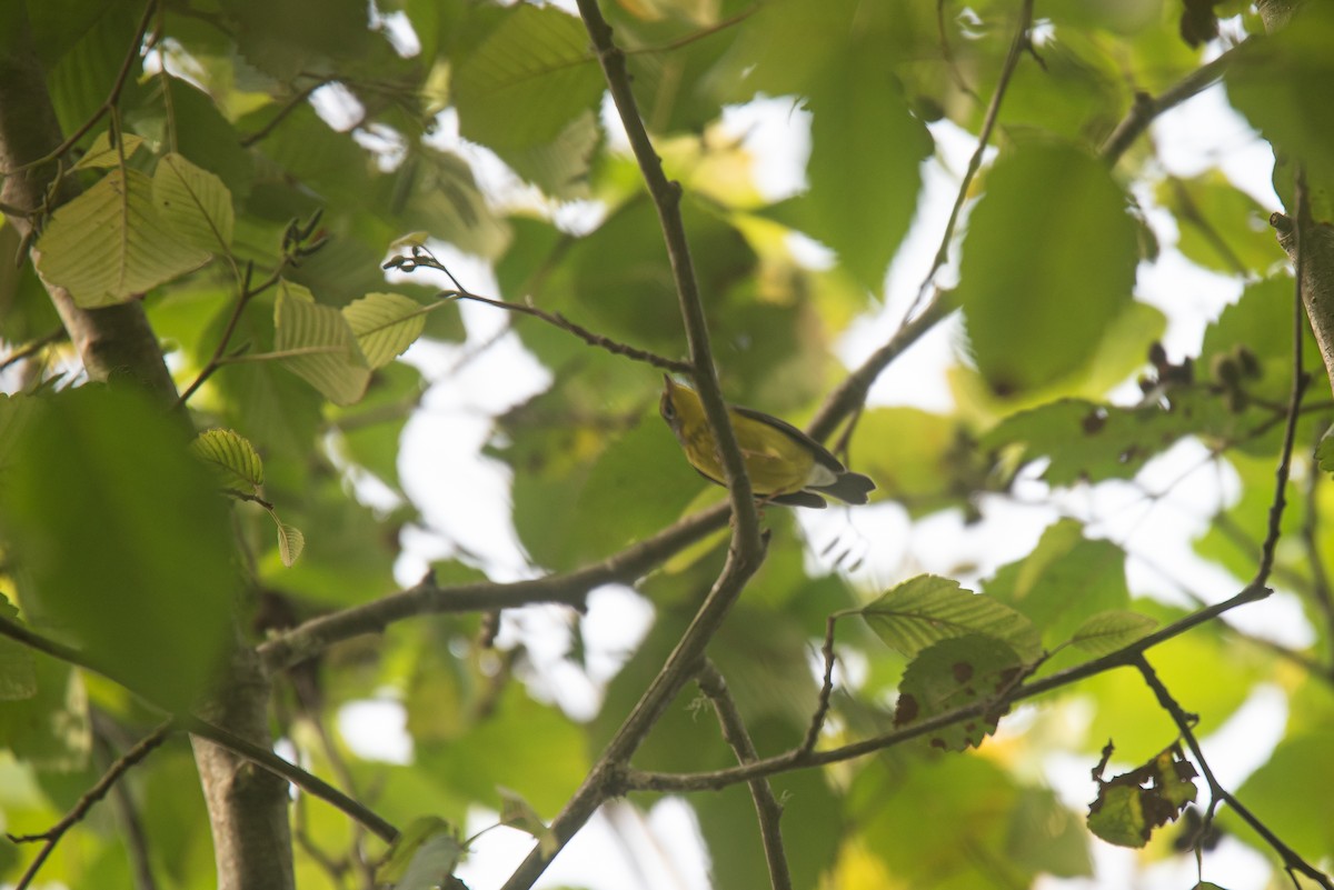Canada Warbler - ML642239245