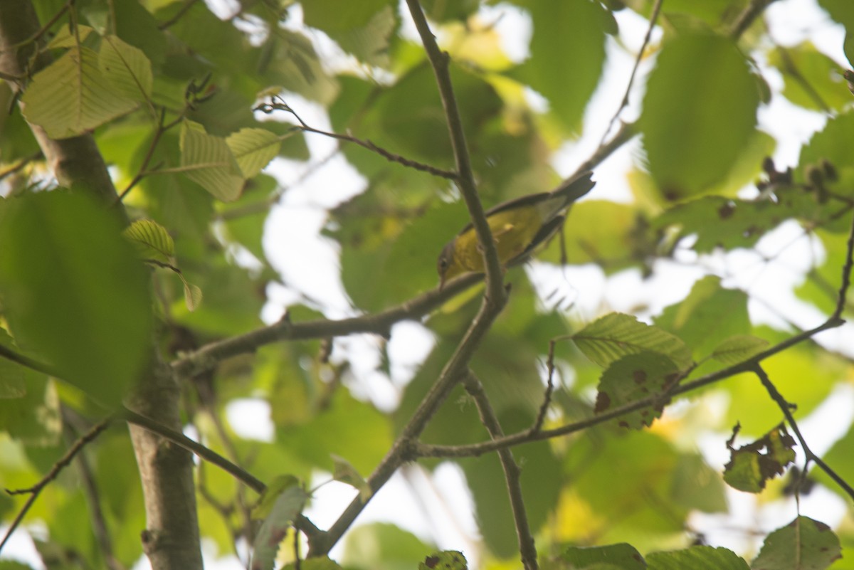 Canada Warbler - ML642239248