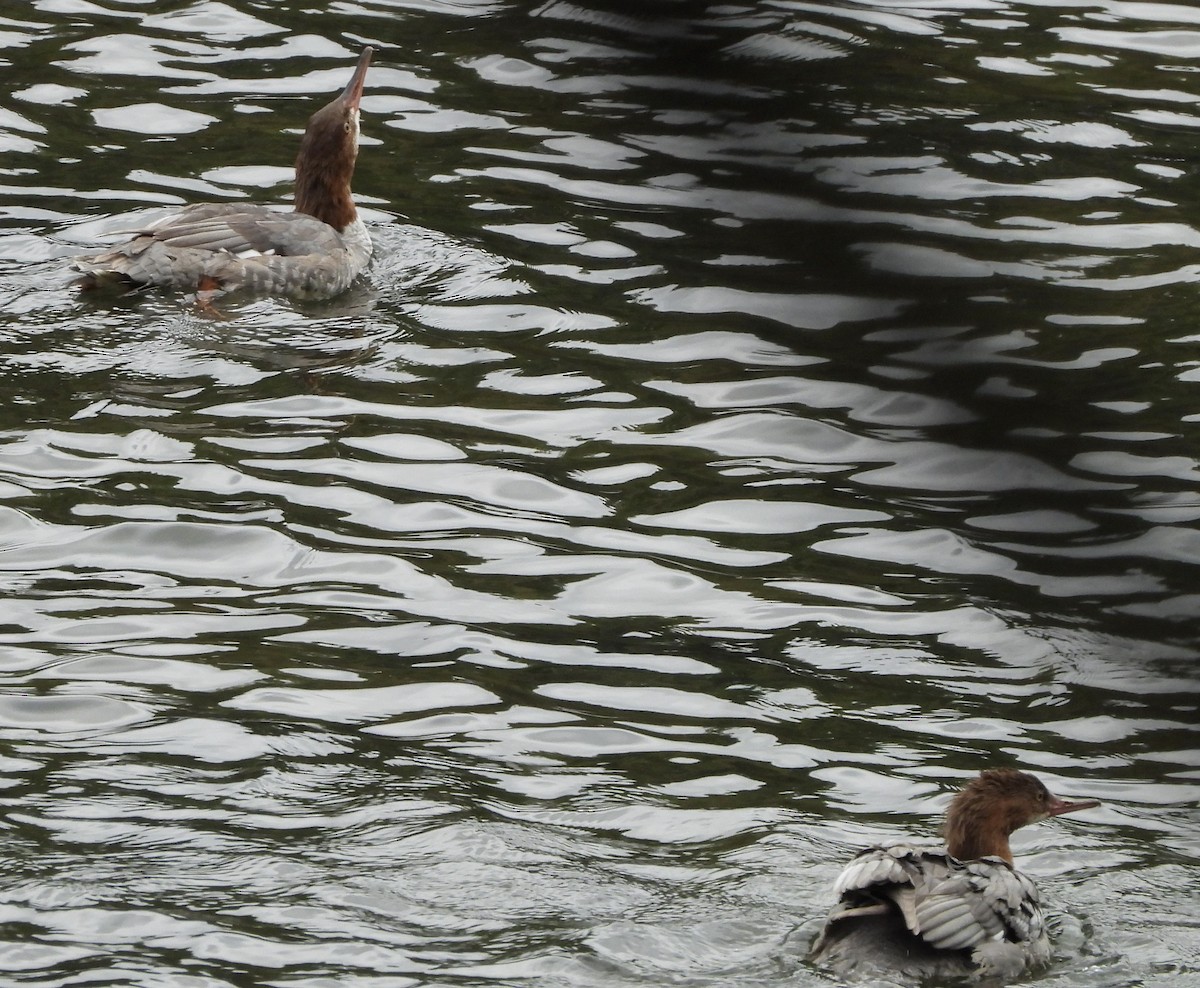 Хумхин бохио - ML642239279