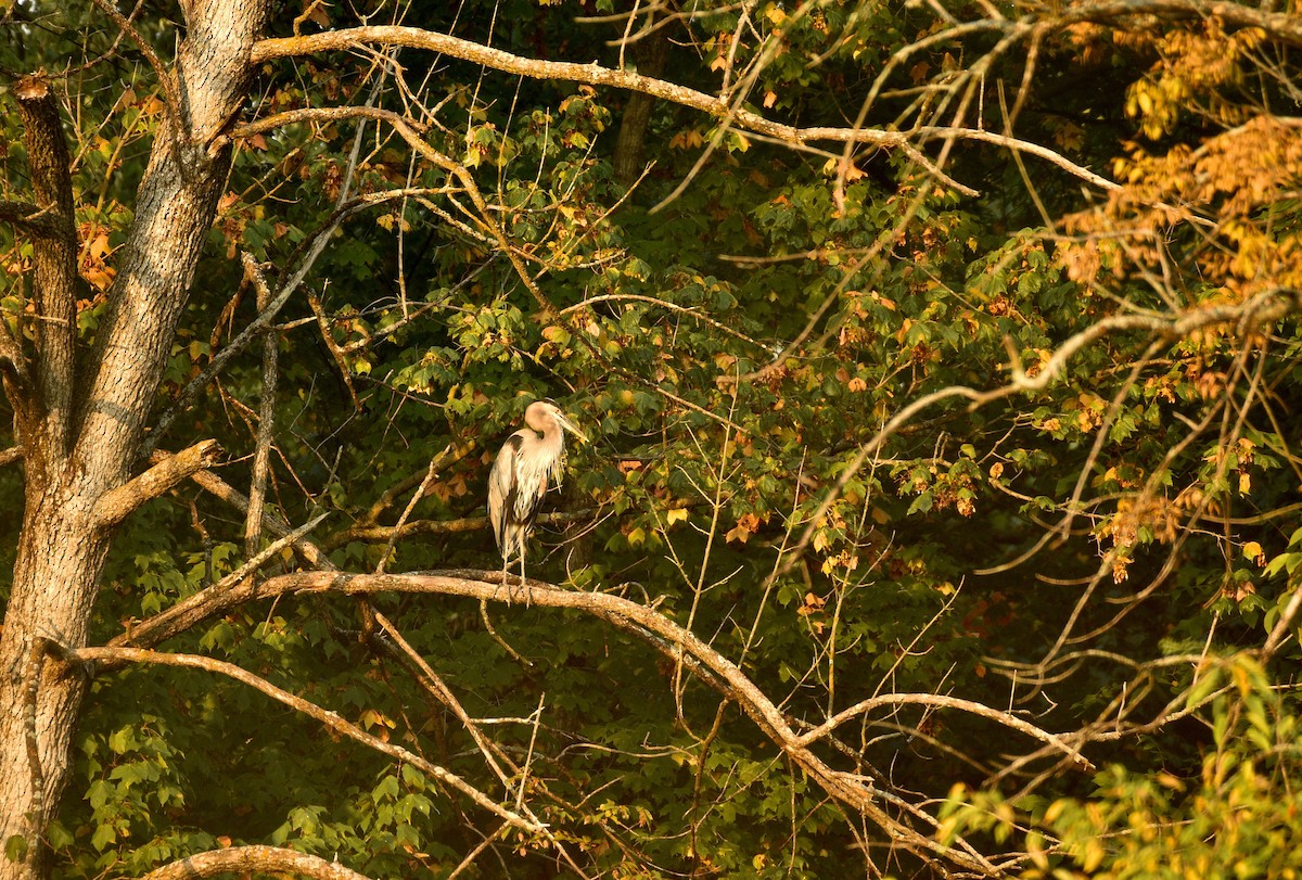 Great Blue Heron - ML642239299