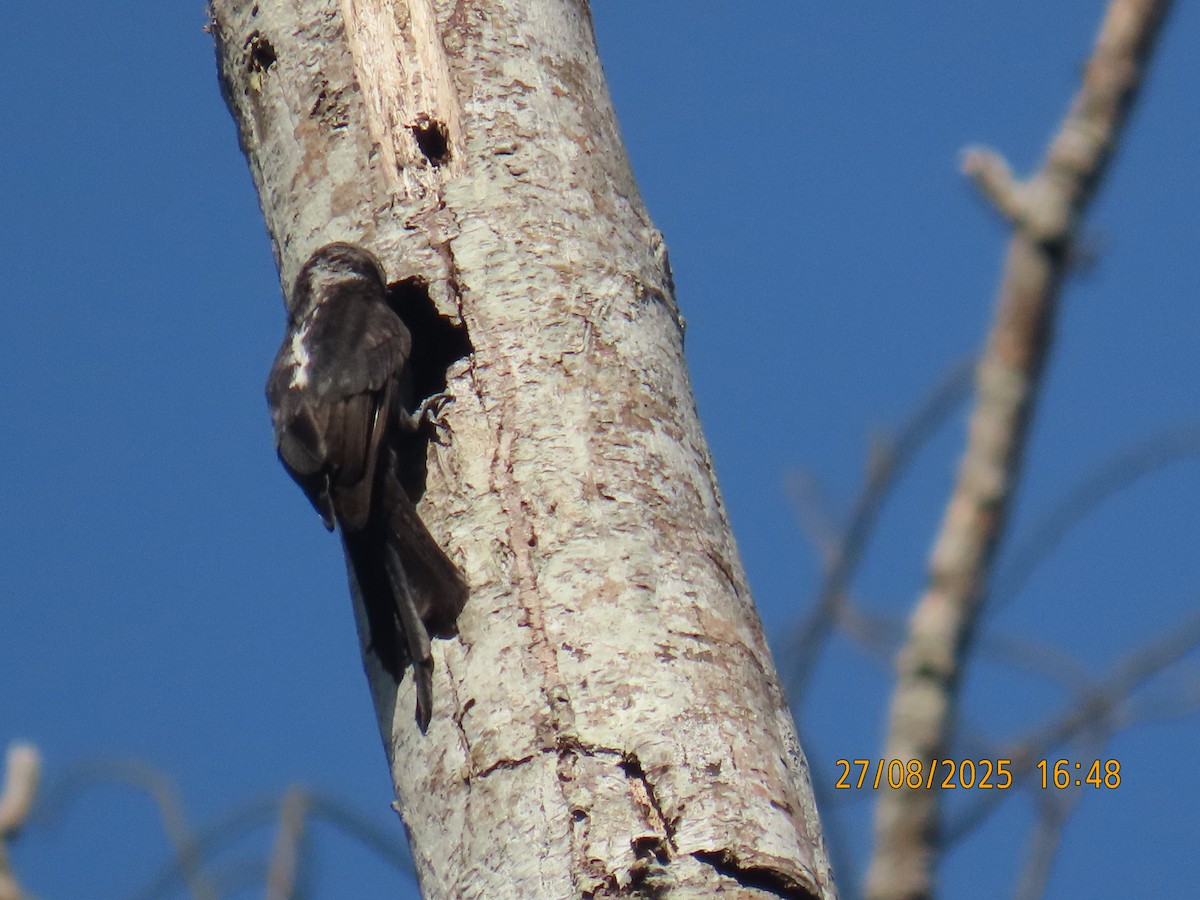 Long-tailed Tyrant - ML642239319