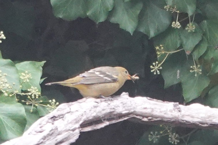 Western Tanager - ML642239320