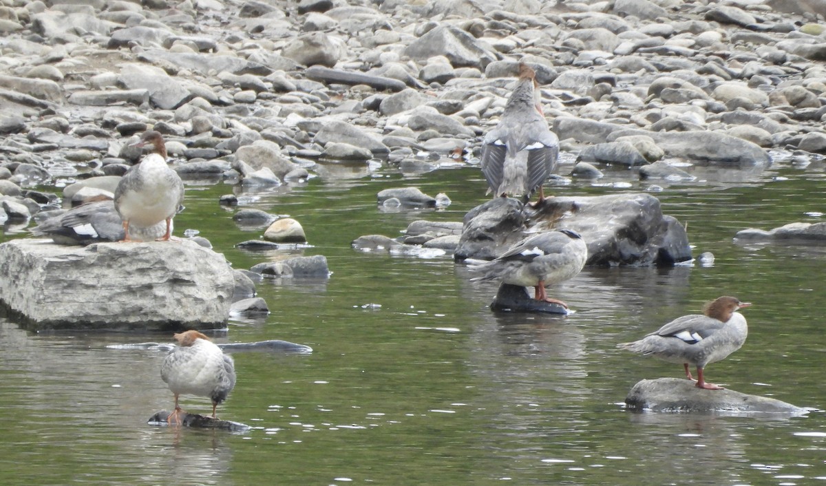 Хумхин бохио - ML642239334