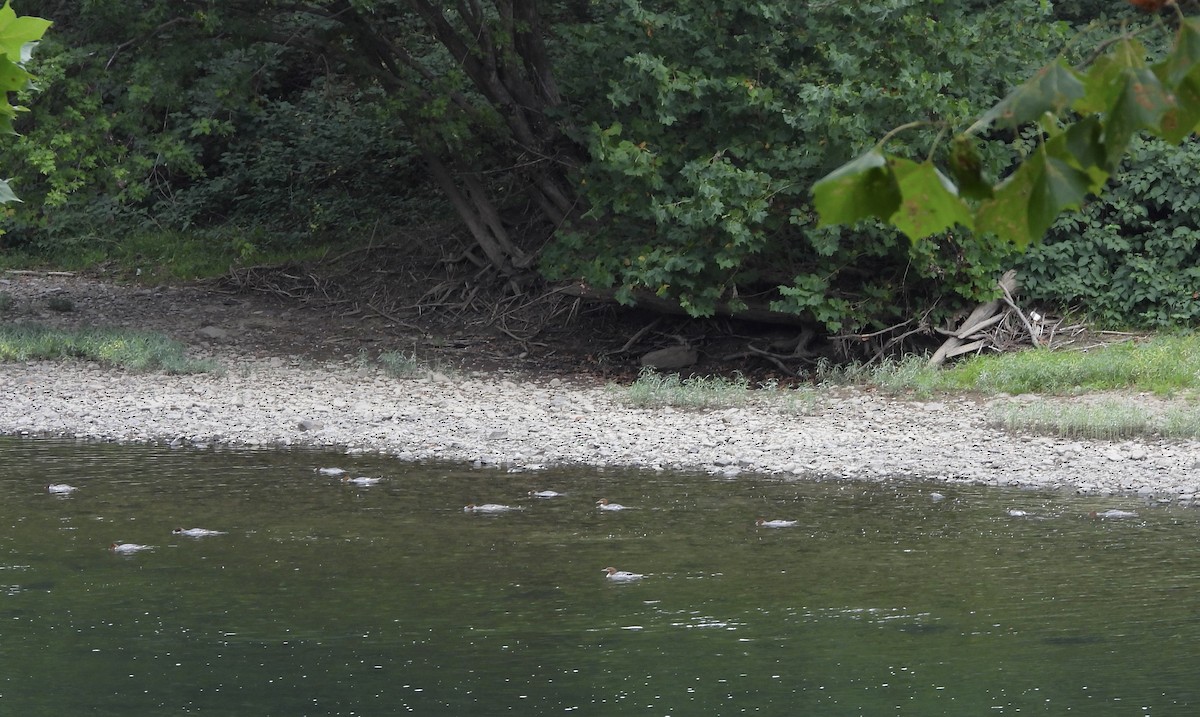 Хумхин бохио - ML642239368