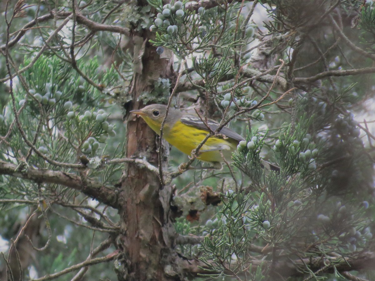 Magnolia Warbler - ML642239383