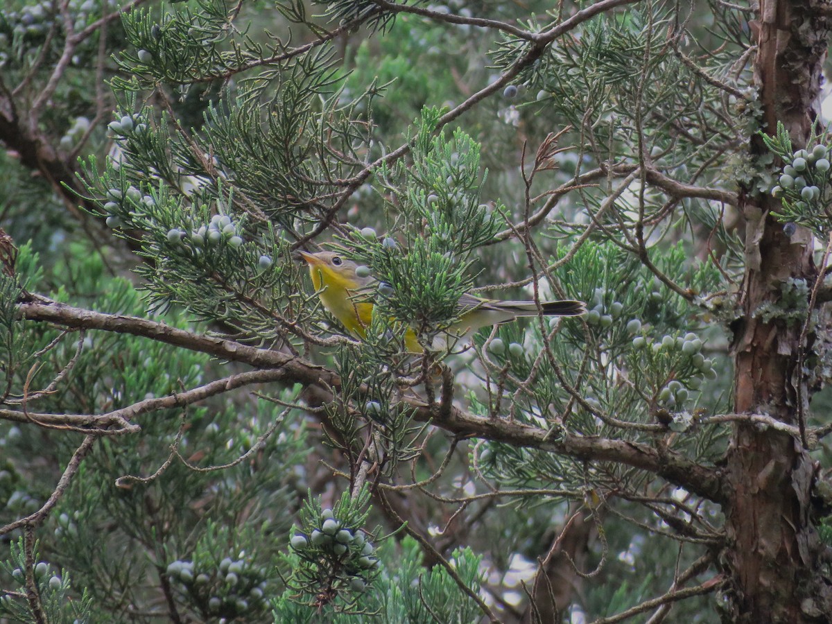 Magnolia Warbler - ML642239385