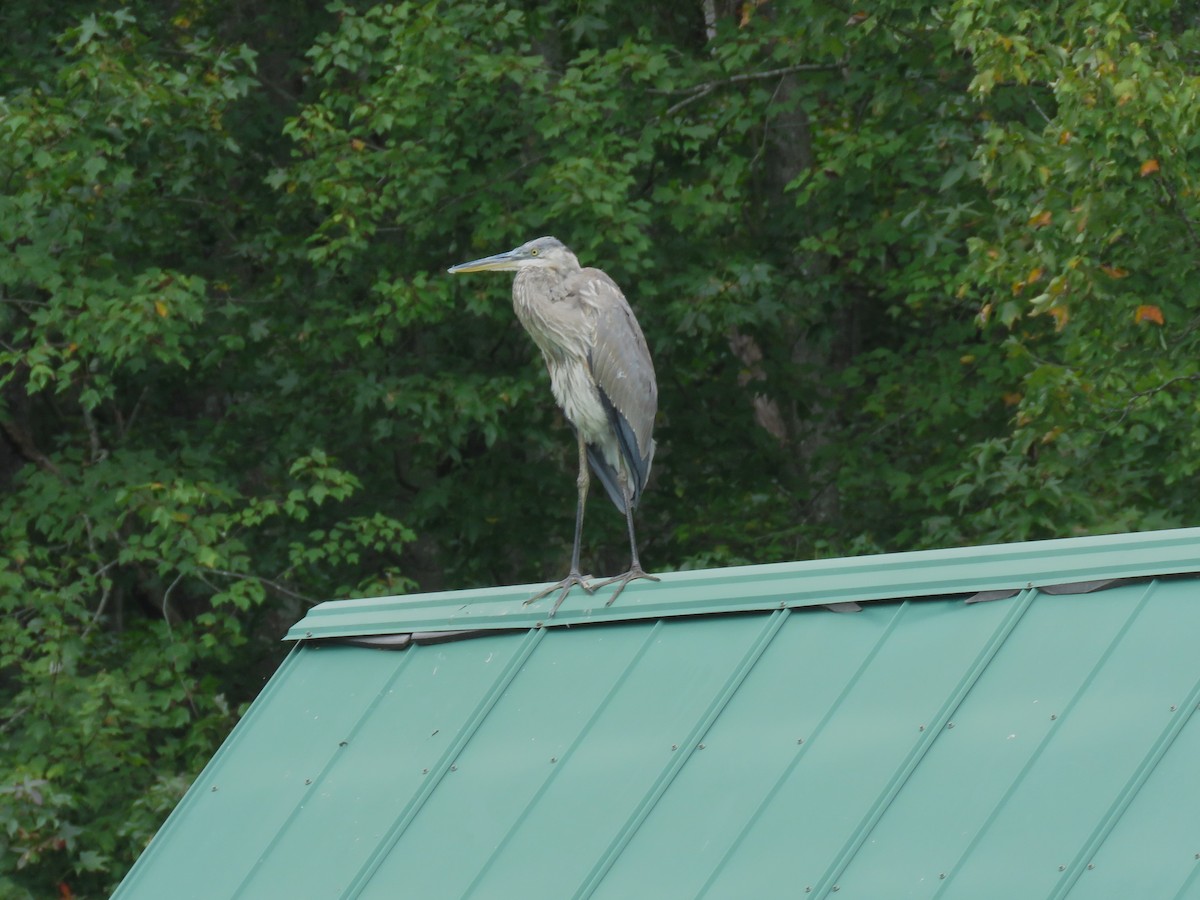 Great Blue Heron - ML642239389