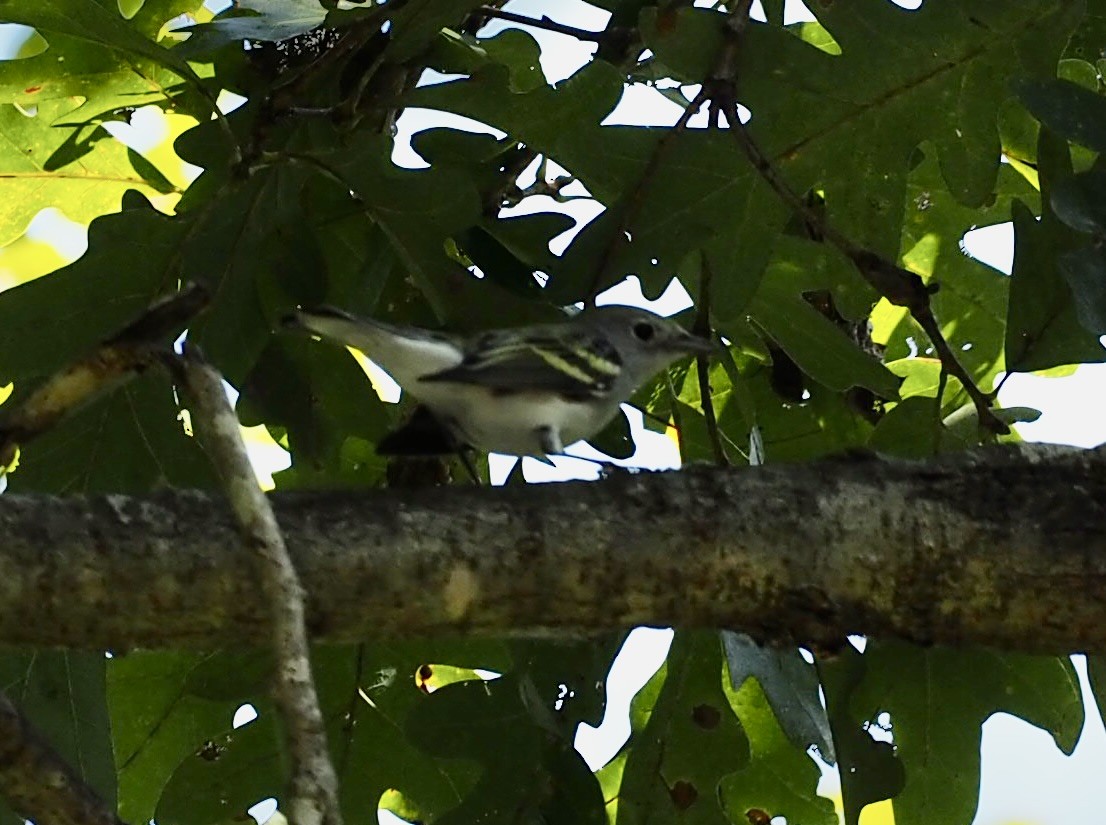 Bay-breasted Warbler - ML642239391