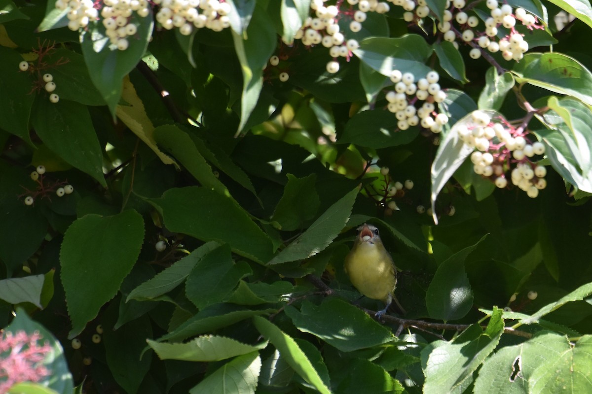 Philadelphia Vireo - ML642239409