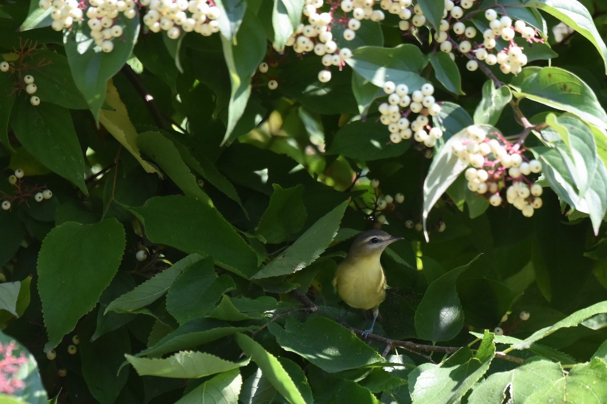 Philadelphia Vireo - ML642239410