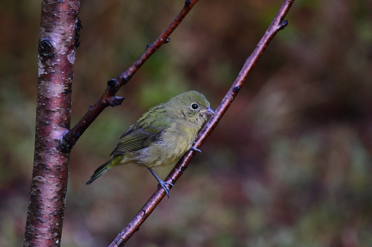Painted Bunting - ML642239415
