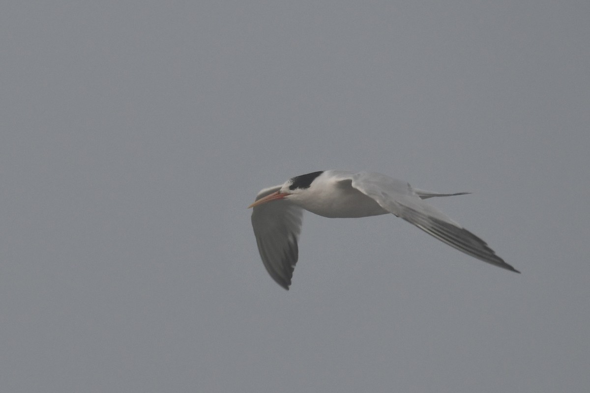 Elegant Tern - ML642239430