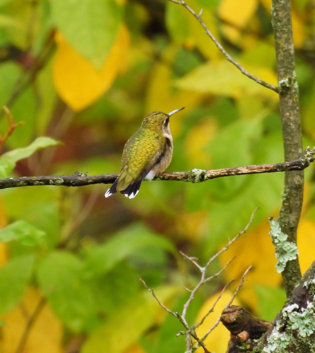 Ruby-throated Hummingbird - ML642239432
