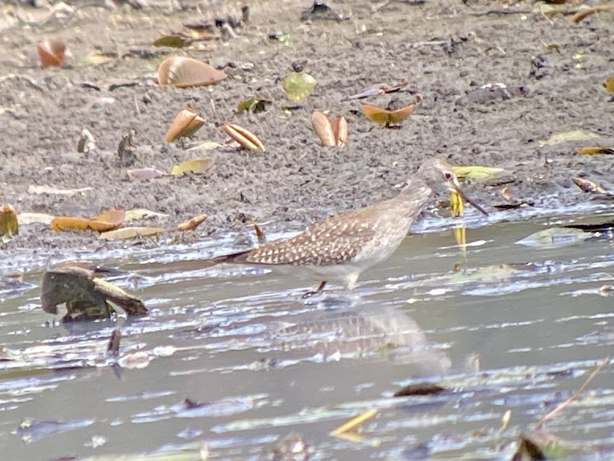 Lesser Yellowlegs - ML642239433