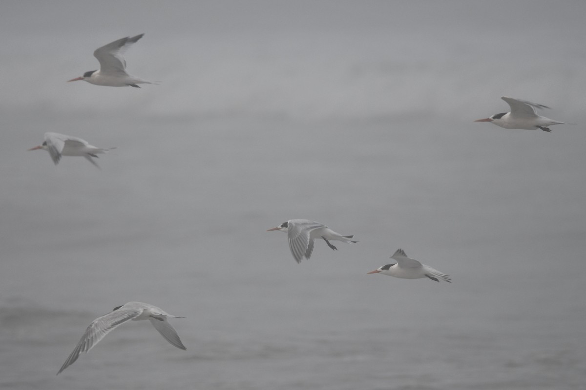Elegant Tern - ML642239435
