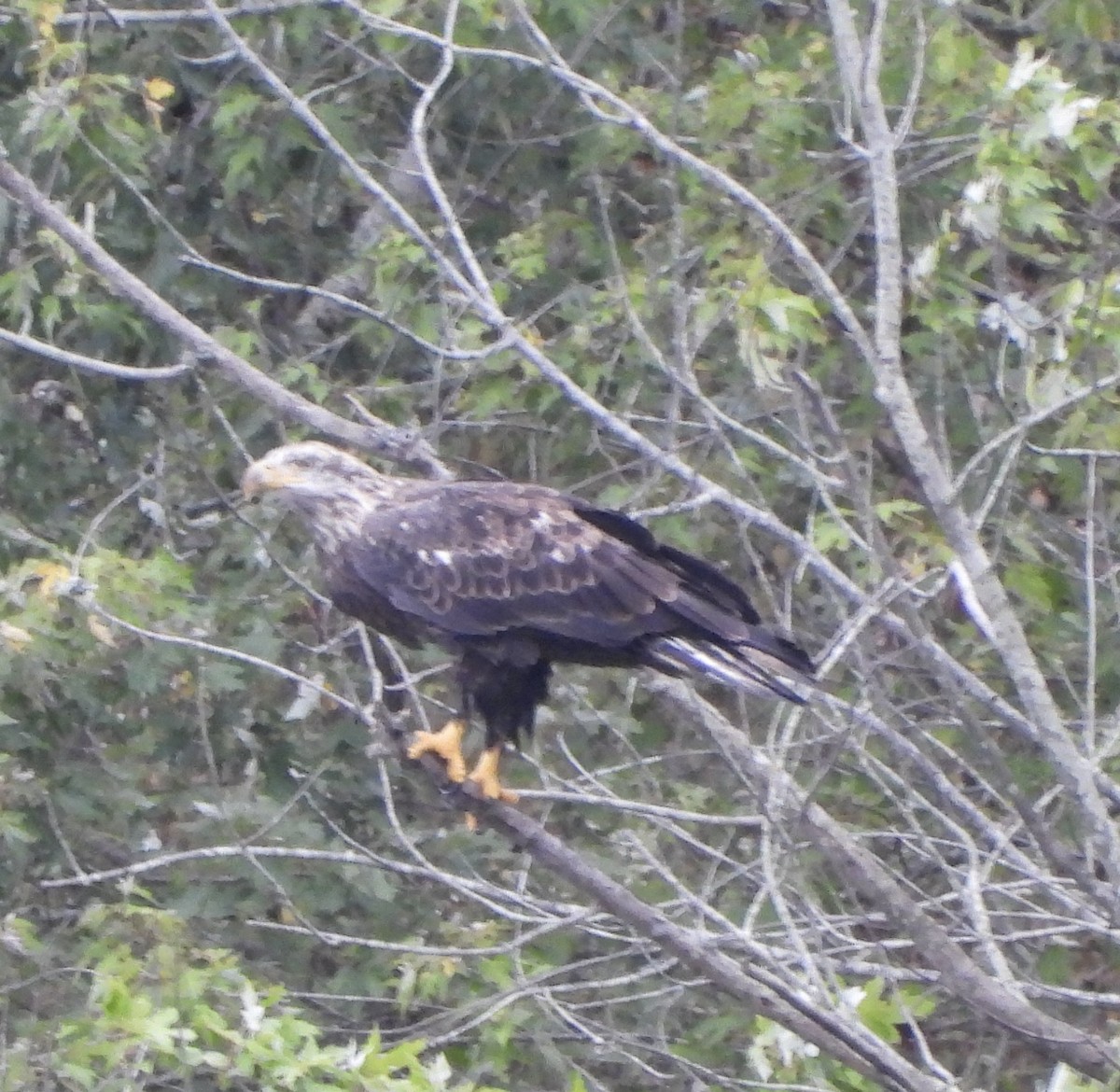 Bald Eagle - ML642239437