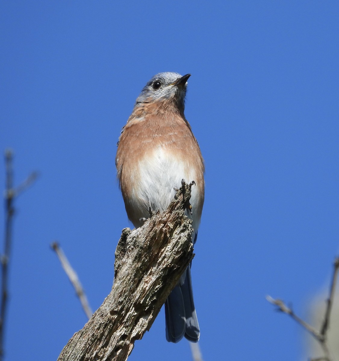 Eastern Bluebird - ML642239441