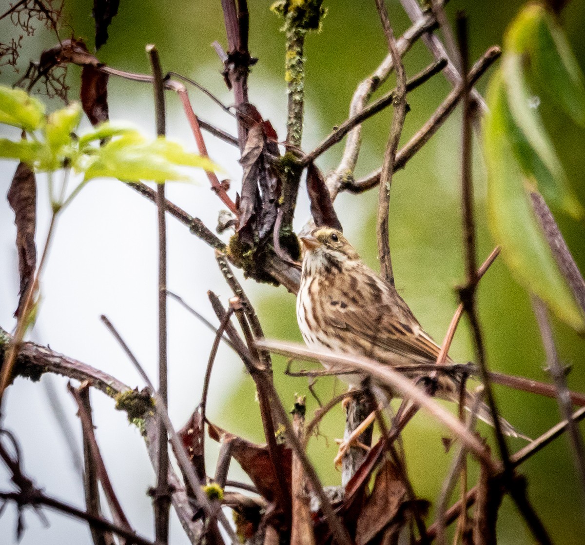 Savannah Sparrow - ML642239446