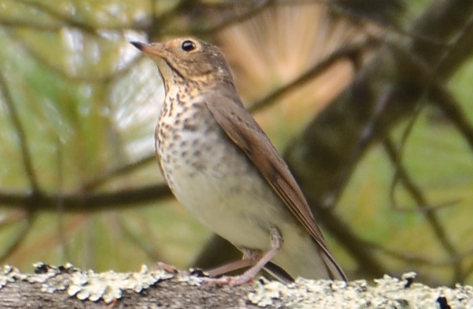 Swainson's Thrush - ML642239447
