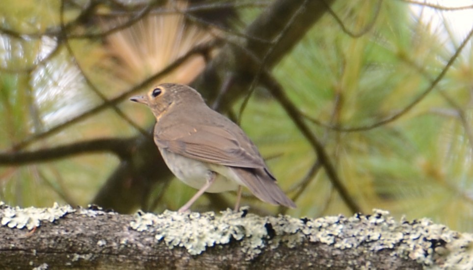 Swainson's Thrush - ML642239448