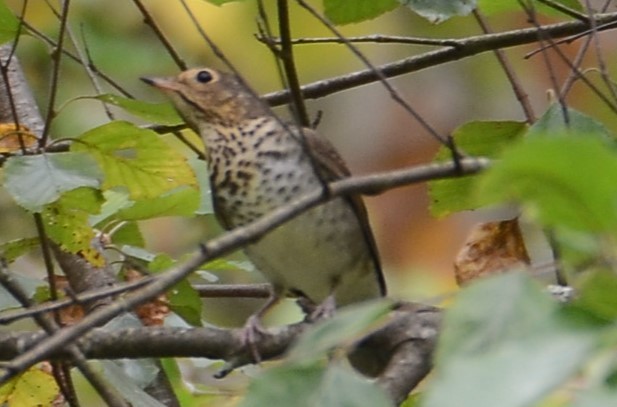 Swainson's Thrush - ML642239449