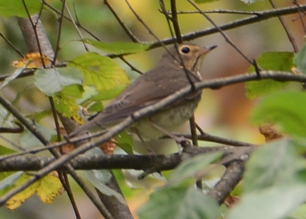 Swainson's Thrush - ML642239450