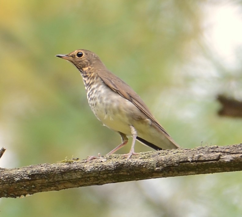 Swainson's Thrush - ML642239451