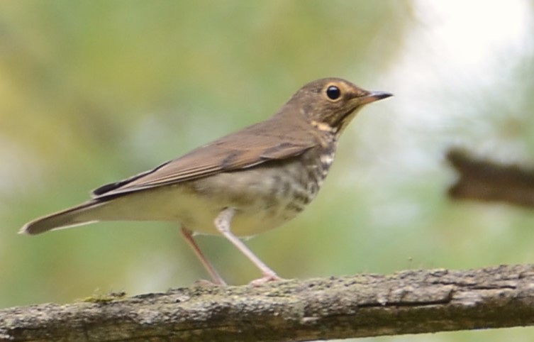 Swainson's Thrush - ML642239452