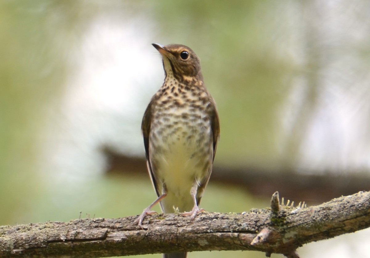 Swainson's Thrush - ML642239453