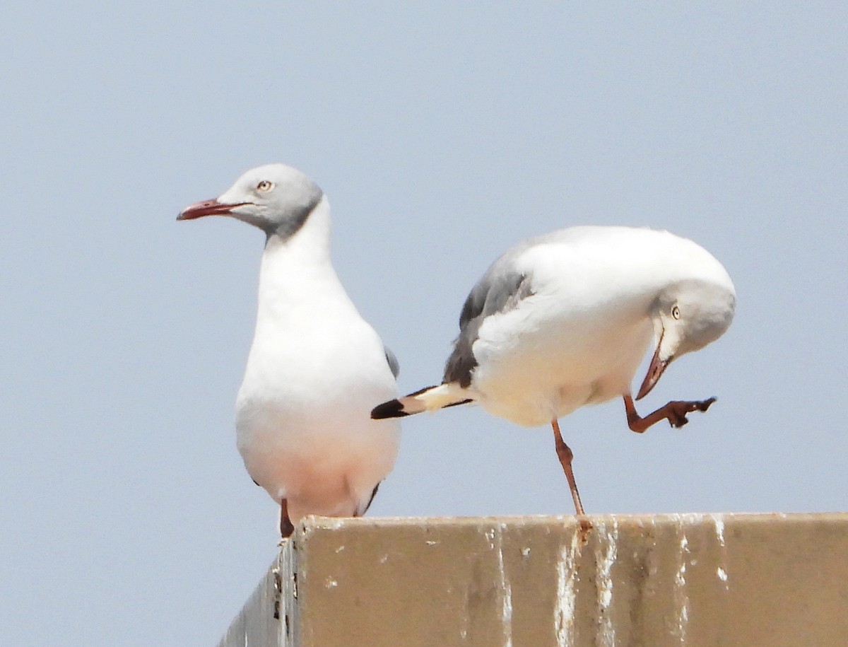 Gray-hooded Gull - ML642239454
