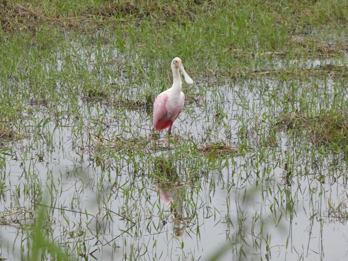 Roseate Spoonbill - ML642239456