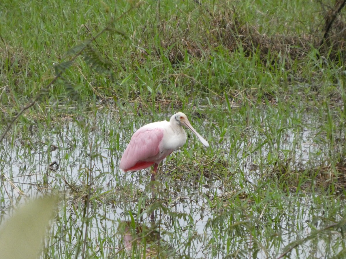 Roseate Spoonbill - ML642239457