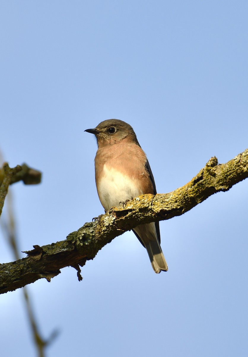 Eastern Bluebird - ML642239458