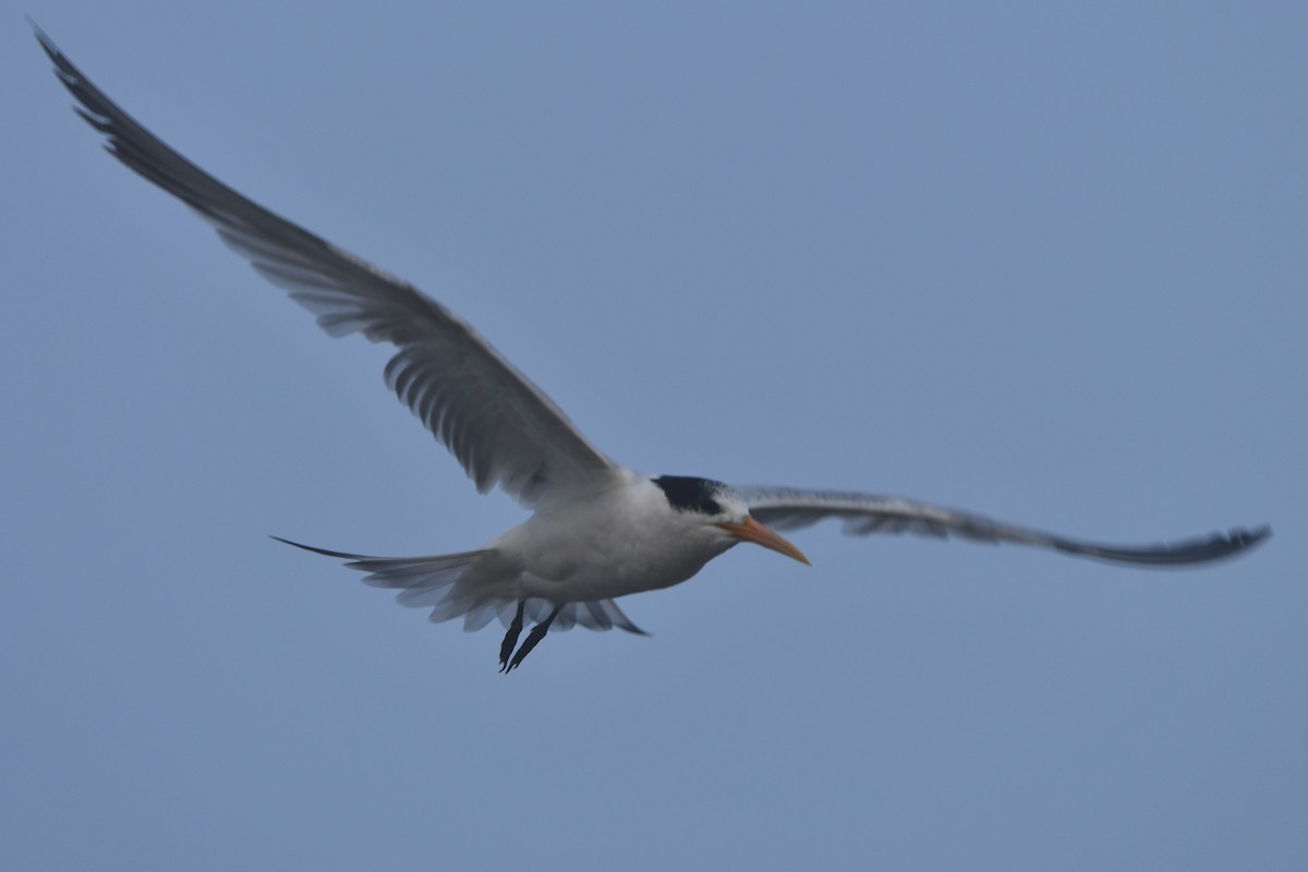 Elegant Tern - ML642239462