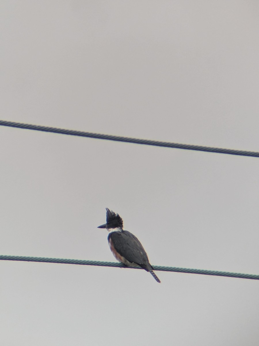Belted Kingfisher - ML642239491
