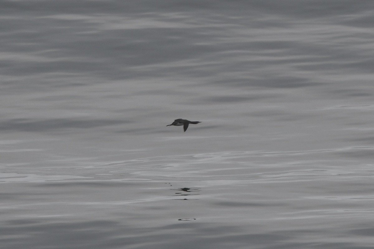 Red-throated Loon - ML642239492
