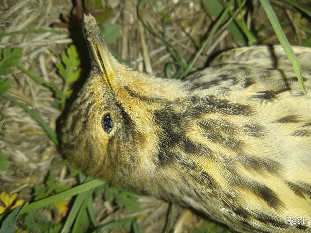Red-throated Pipit - ML642239504