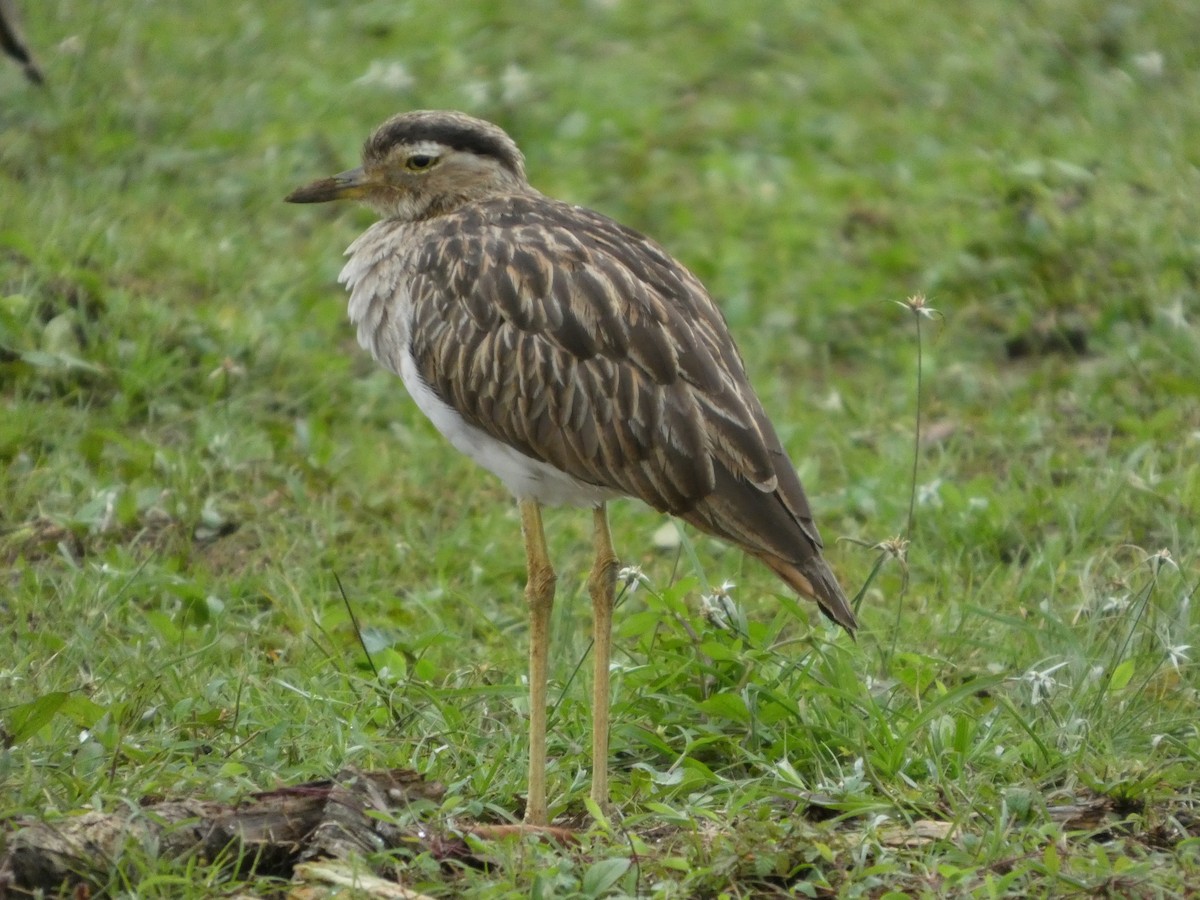 Double-striped Thick-knee - ML642239509
