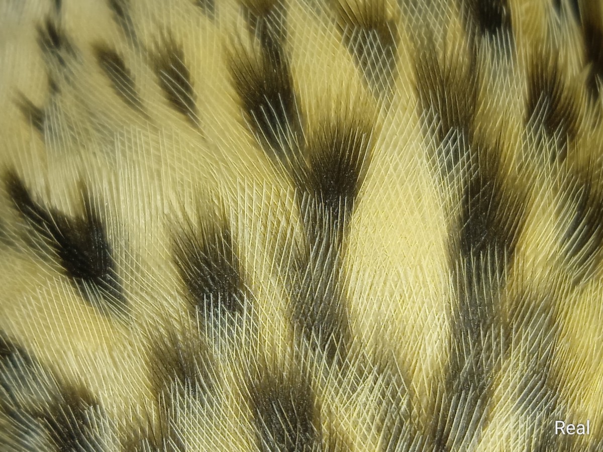 Red-throated Pipit - ML642239512