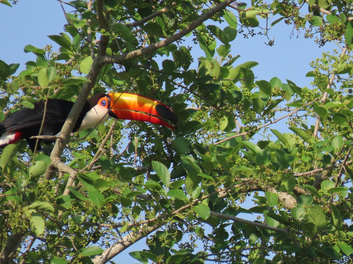 Toco Toucan - ML642239513