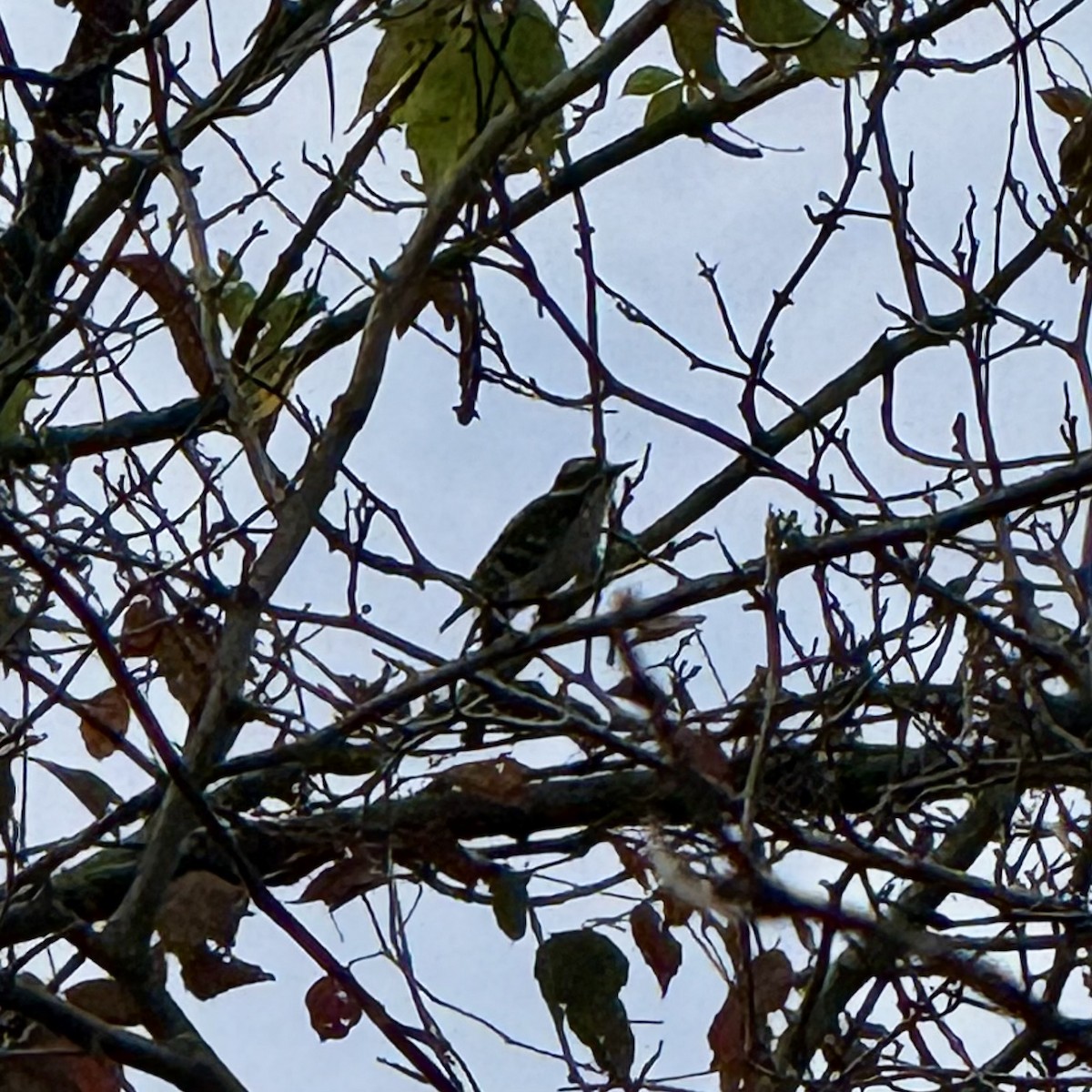 Downy Woodpecker - ML642239516