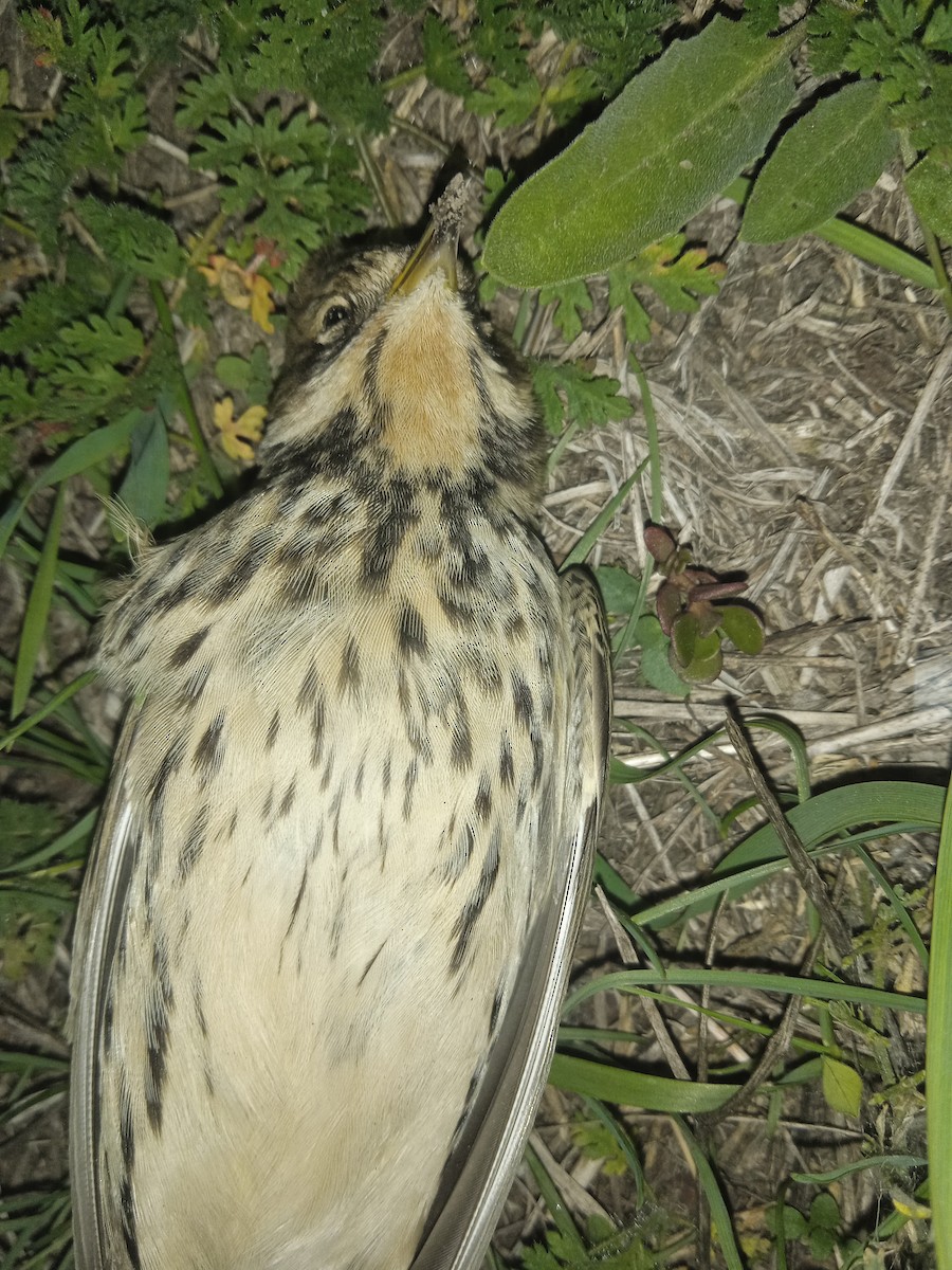 Red-throated Pipit - ML642239518