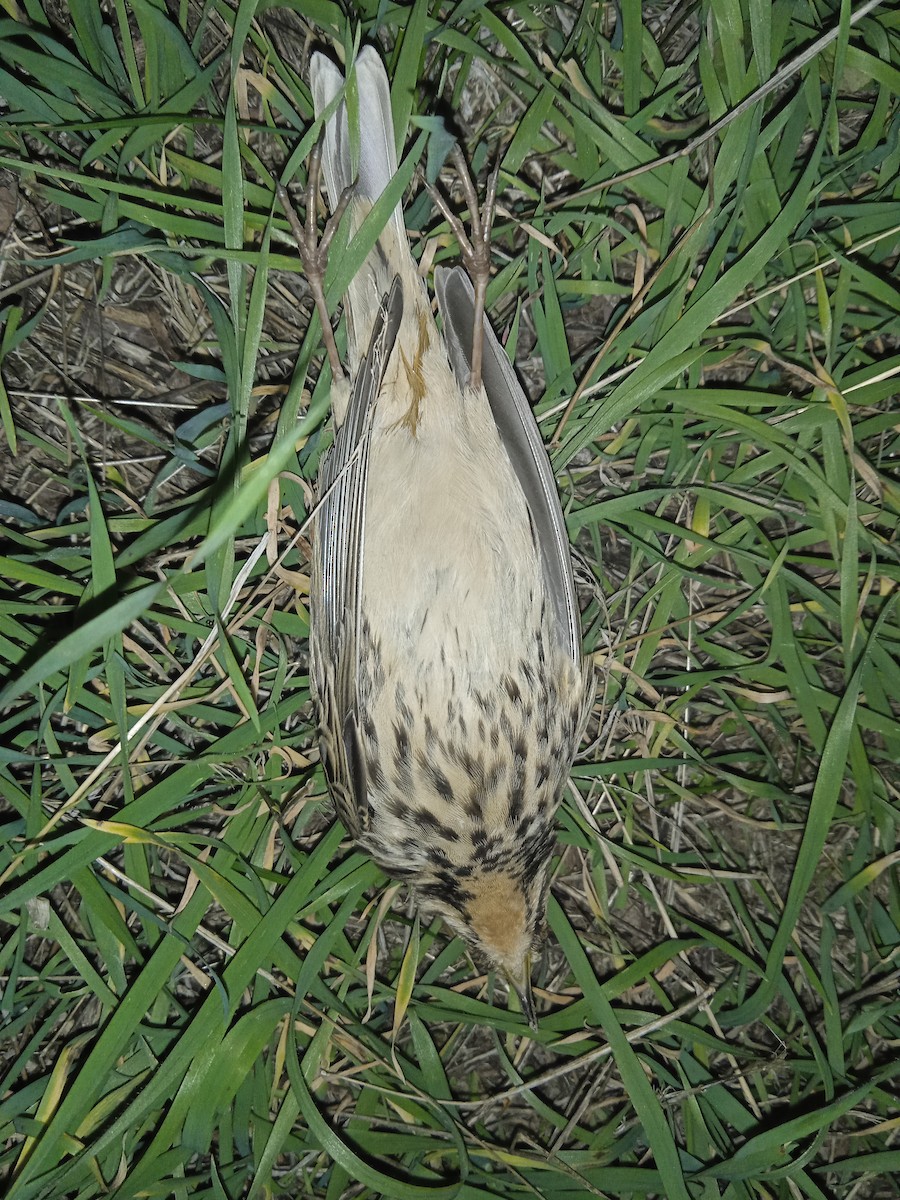 Red-throated Pipit - ML642239519