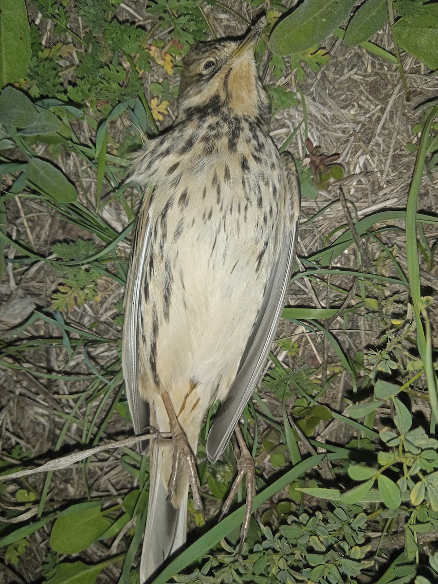 Red-throated Pipit - ML642239520
