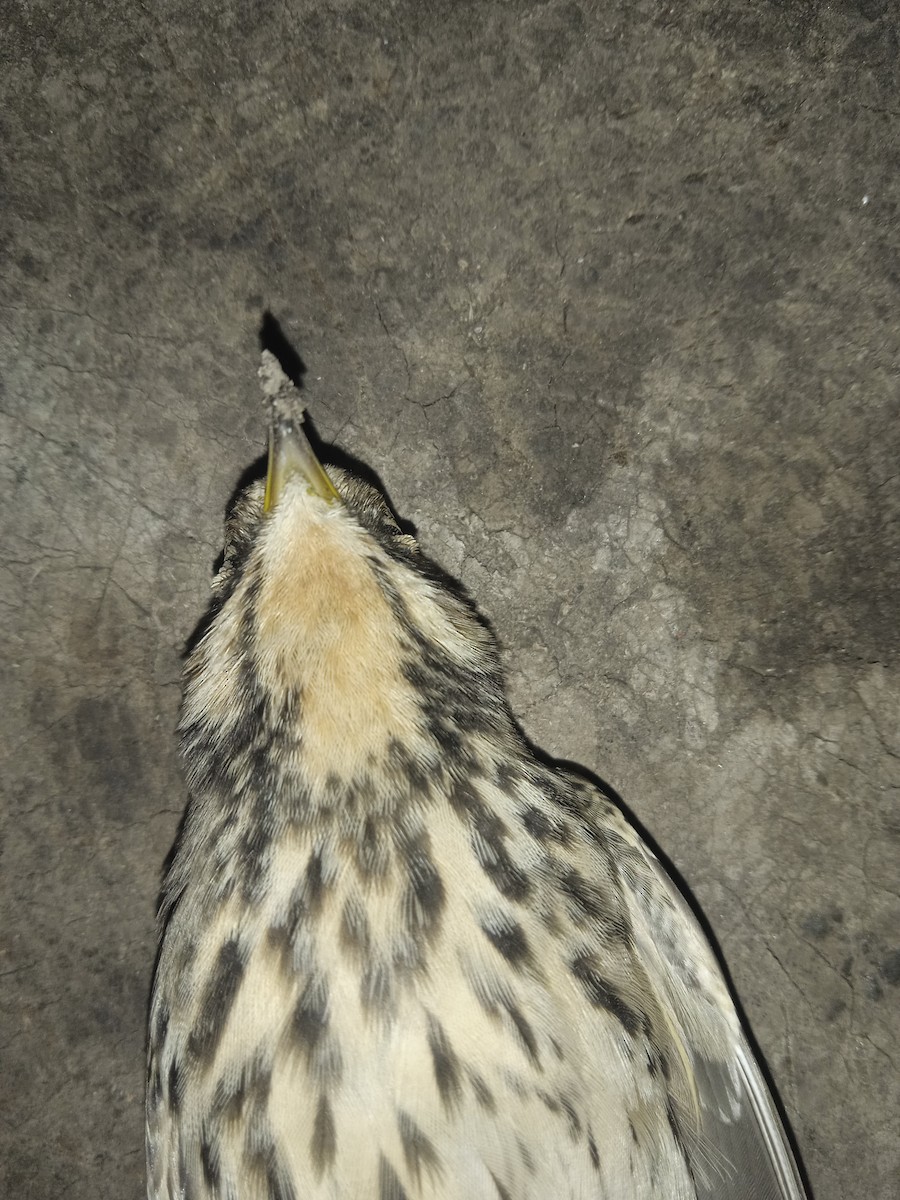 Red-throated Pipit - ML642239521