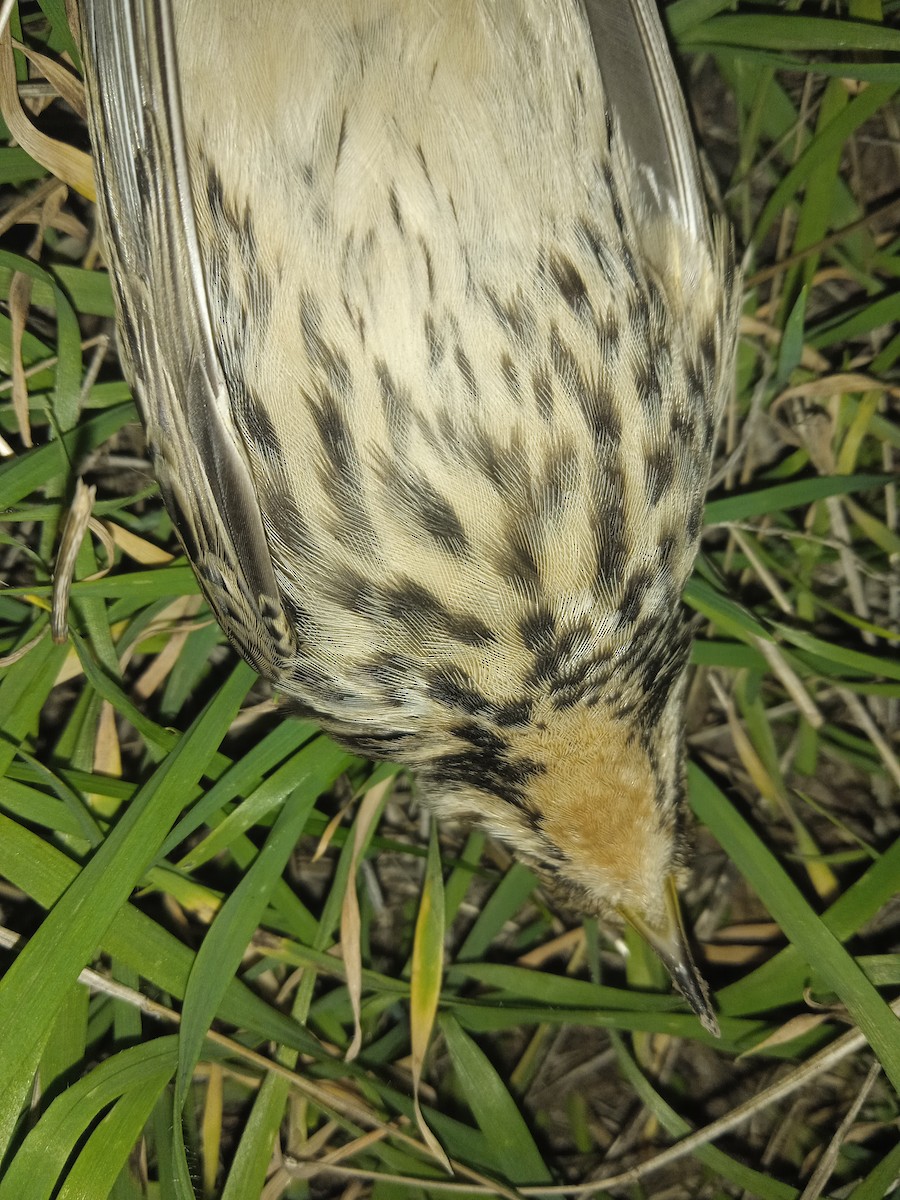 Red-throated Pipit - ML642239522