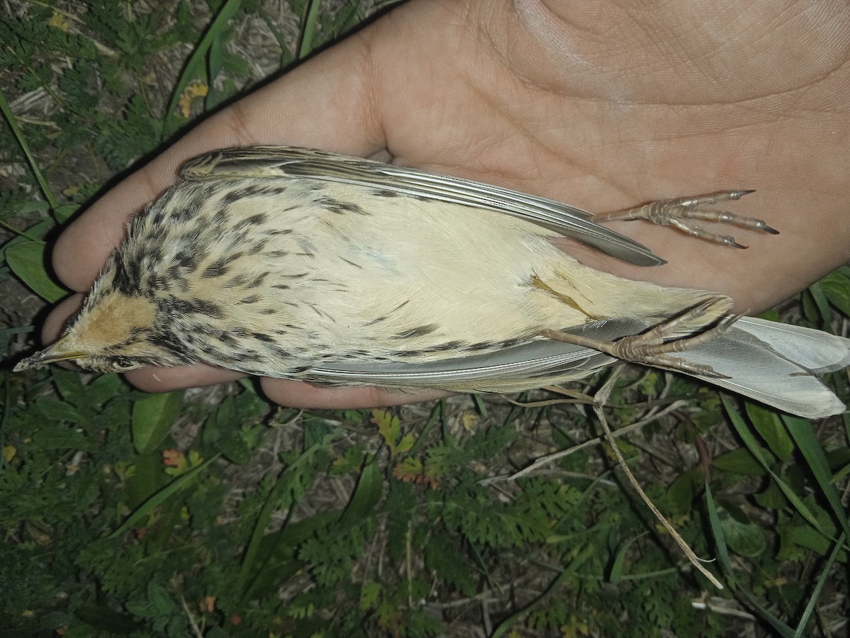 Red-throated Pipit - ML642239523