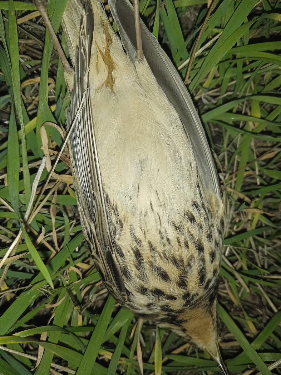 Red-throated Pipit - ML642239525