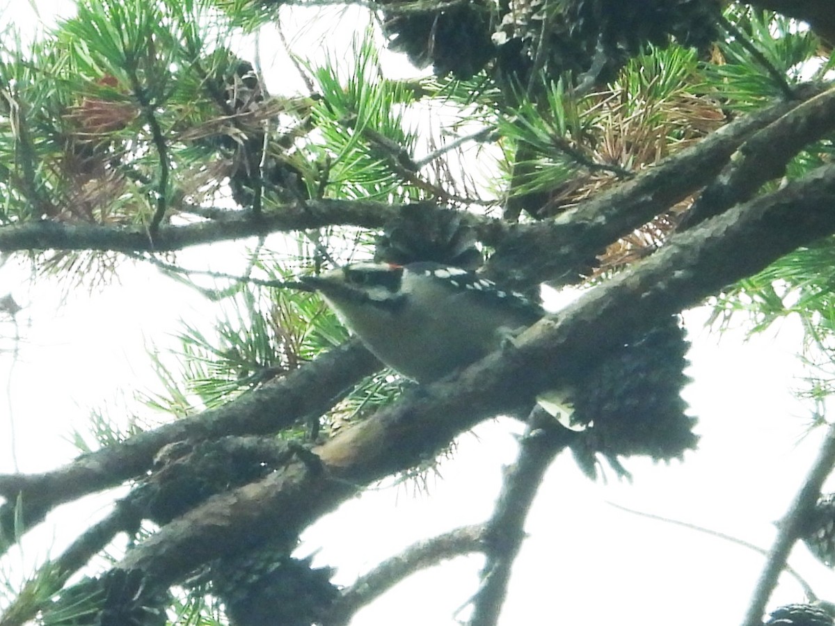 Downy Woodpecker - ML642239526