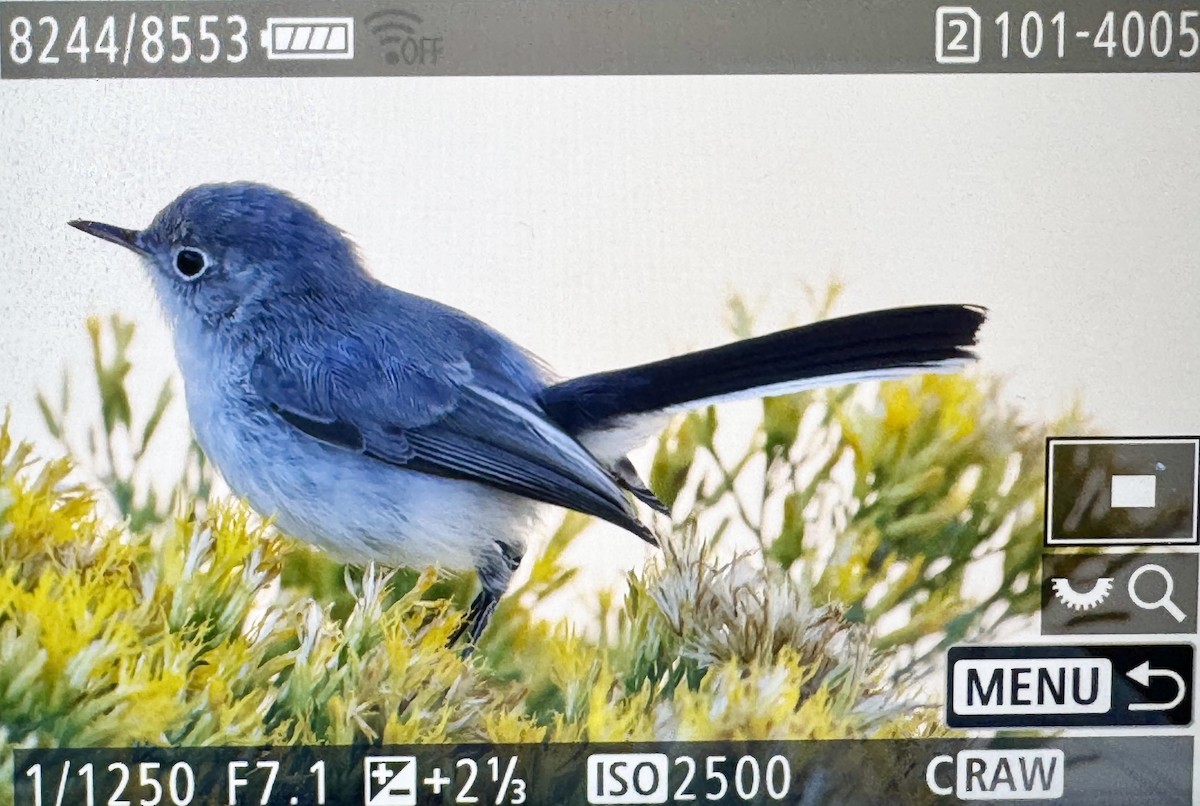 Blue-gray Gnatcatcher - ML642239528
